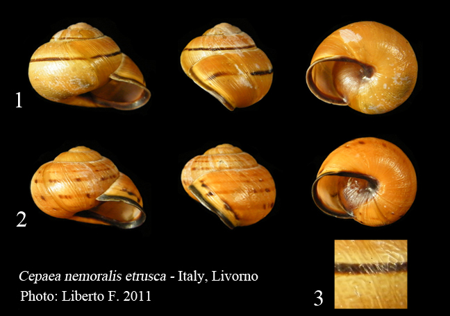 Cepaea nemoralis etrusca